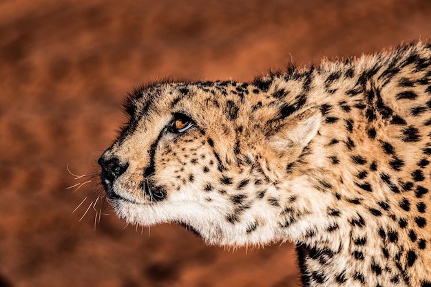 Photo the cheetah in namibia