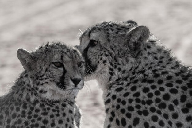 Foto il ghepardo in namibia