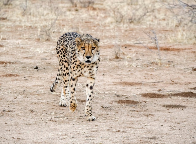 Cheetah in Namibia