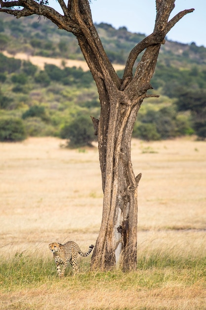 Гепард у дерева в национальном парке Масаи Мара, дикие животные в саванне. Кения