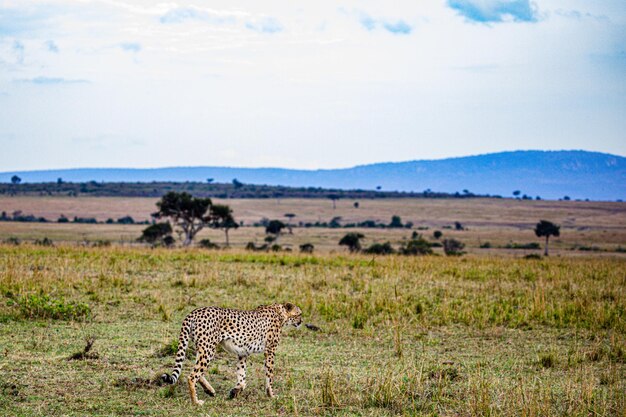 写真 チータが空に向かってフィールドにいます