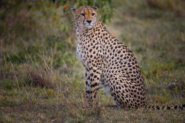 Cheetah ontspant zich op het veld