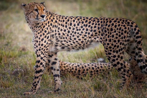 Cheetah ontspant zich op het veld