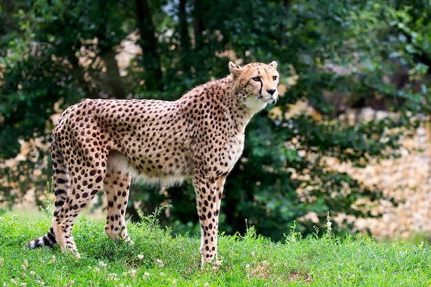 Cheetah op een open plek