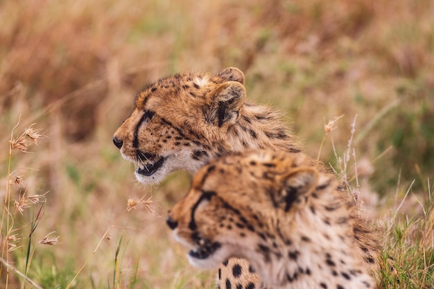 Cheetah op het veld