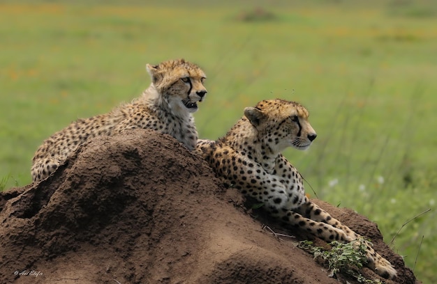 Foto cheetah op het veld