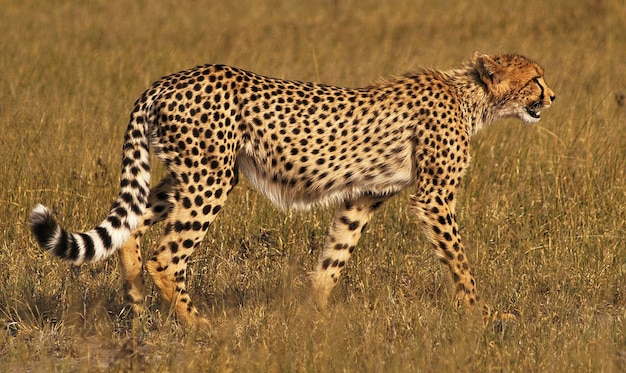 Foto cheetah op het veld