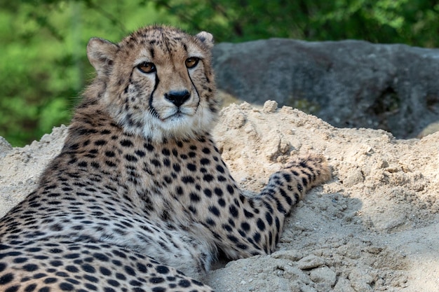 Cheetah portrait Acinonyx jubatus lying down in the sand