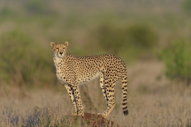 Cheetah portrait in nature