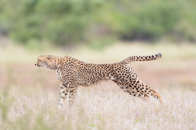 Foto cheetah portret in de natuur