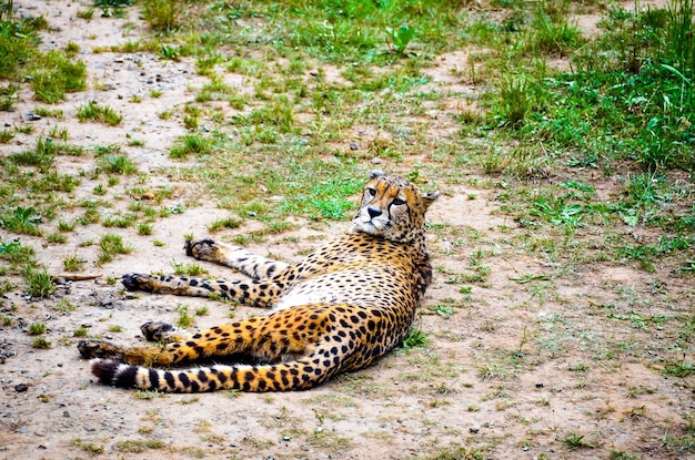 치타는 칸타브리아의 Parque de la Naruraleza de Cabarceno에서 바닥에 누워 쉬고 있습니다.