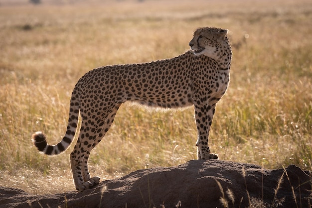 Foto cheetah sulla roccia