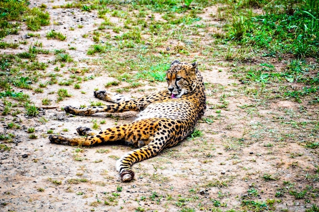 Cheetah rustend op de grond in Parque de la Naruraleza de Cabarceno, Cantabrië.