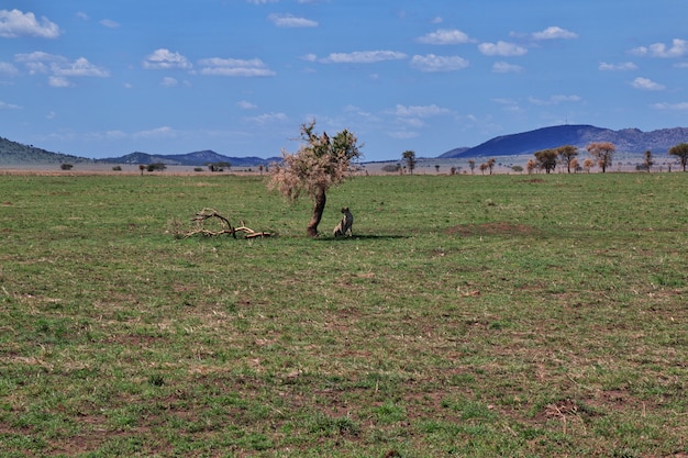 Cheetah on safari in Kenia and Tanzania, Africa