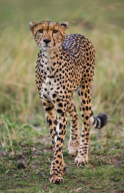 Cheetah in the savanna.