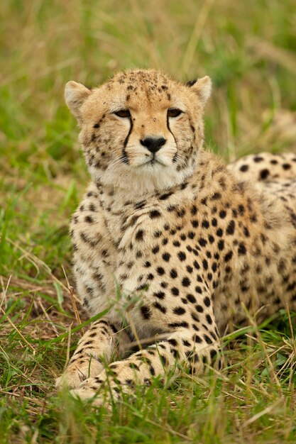 Cheetah in the Savannah