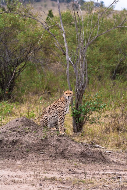 Cheetah in the savannah