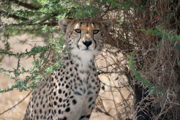 セレンゲティ国立公園のチーター