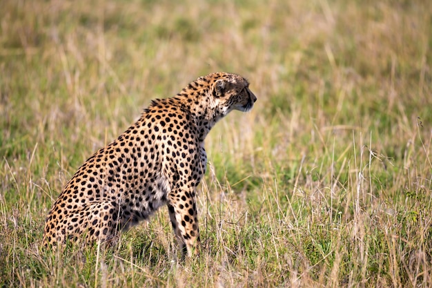 The cheetah sits in the grass landscape of the savanna of Kenya