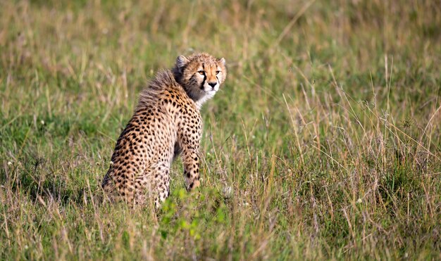 Гепард сидит в траве в саванне Кении.