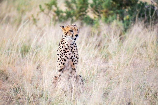 Un ghepardo si siede nella savana in cerca di prede