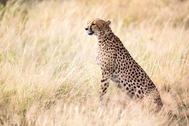 A cheetah sits in the savannah looking for prey