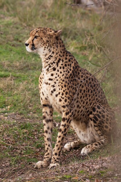 Cheetah sitting on field