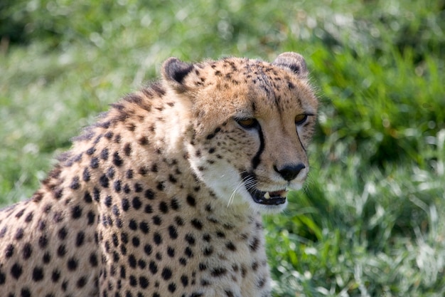 Foto un ghepardo seduto sull'erba