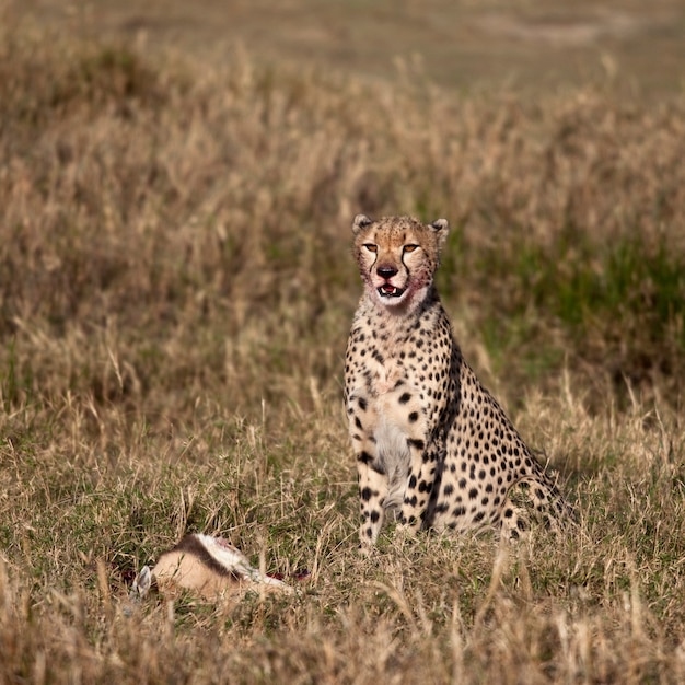 獲物、セレンゲティ国立公園、タンザニア、アフリカと座っているチーター