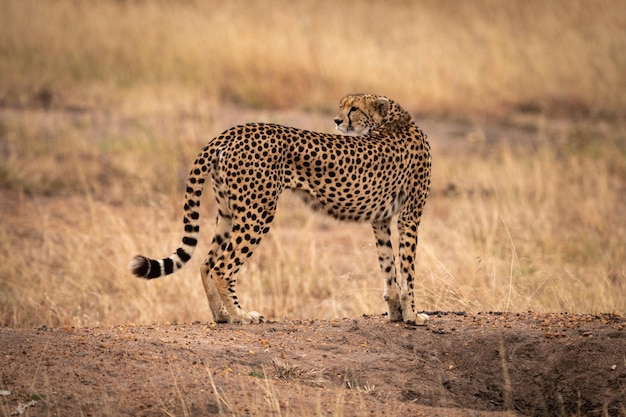 Cheetah staat op het veld in de dierentuin