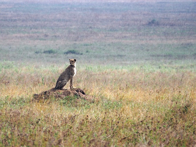 Foto il ghepardo sta in piedi e guarda la preda sulla savana africana