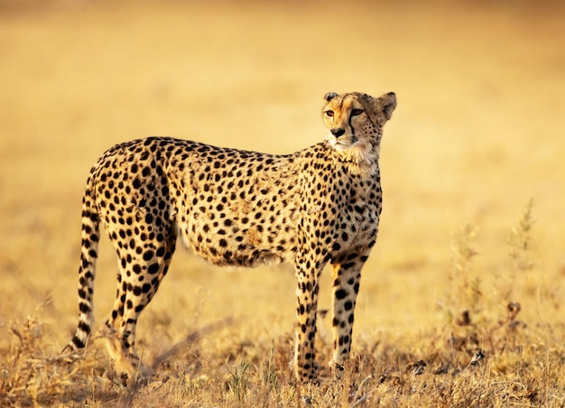 Cheetah walking on field