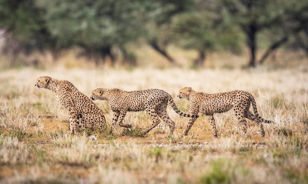 写真 野原を歩くチータ