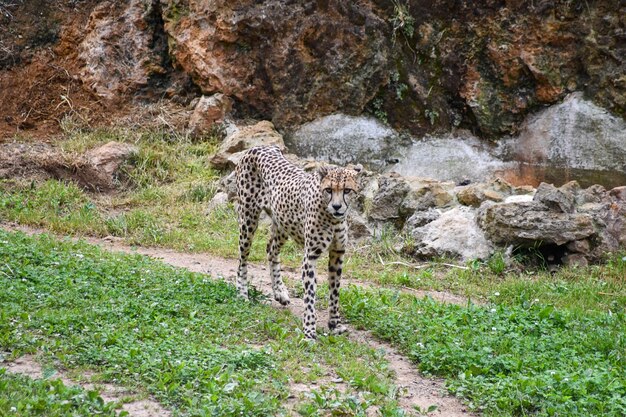 Foto ghepardo che cammina attraverso un campo