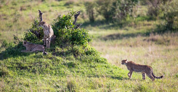 A cheetah walks between grass and bushes in the savannah of Kenya