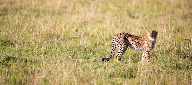 Foto un ghepardo cammina tra erba e cespugli nella savana del kenya