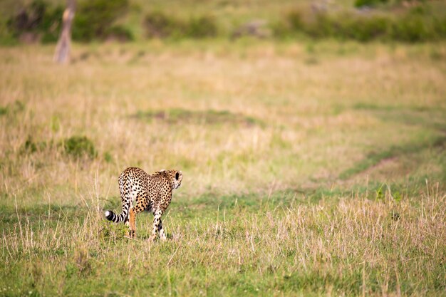 A cheetah walks between grass and bushes in the savannah