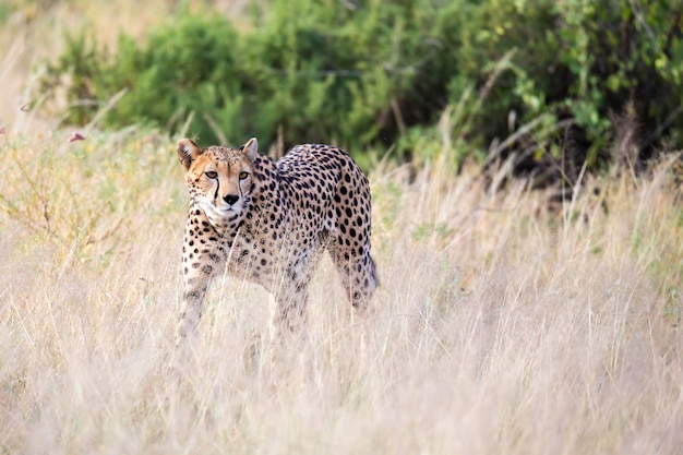 チーターがサバンナの高い草原を歩き、何か食べるものを探す