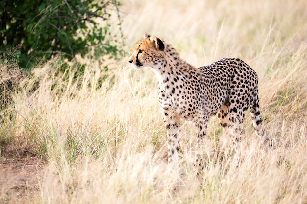 Гепард идет по высокой траве саванны в поисках еды