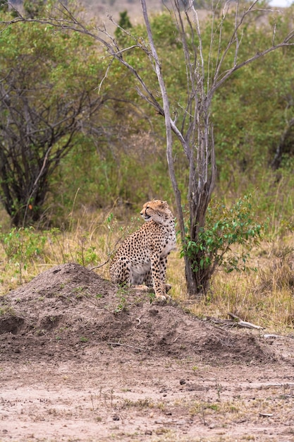 The cheetah watches the prey