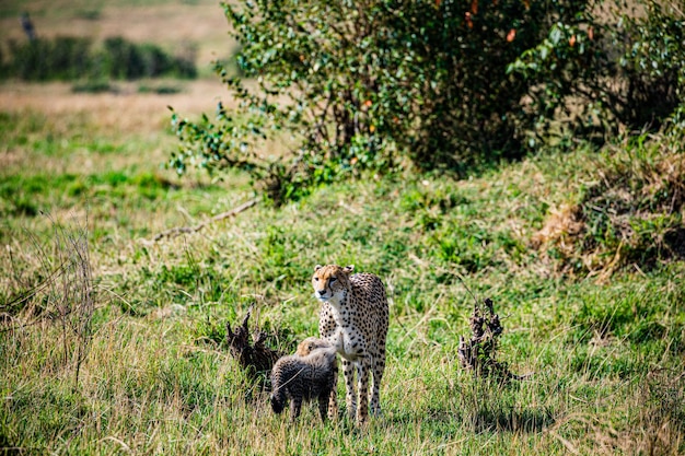 Cheetah Wild Cat Wildlife Animals Savanna Grassland Wilderness Maasai Mara National Park Kenya East