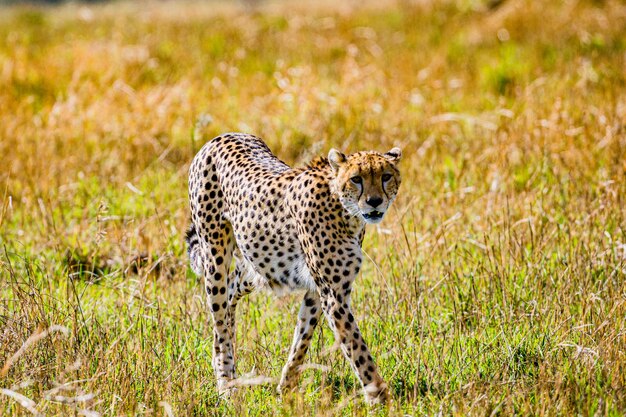 Photo cheetah wild cat wildlife animals savanna grassland wilderness maasai mara national park kenya east