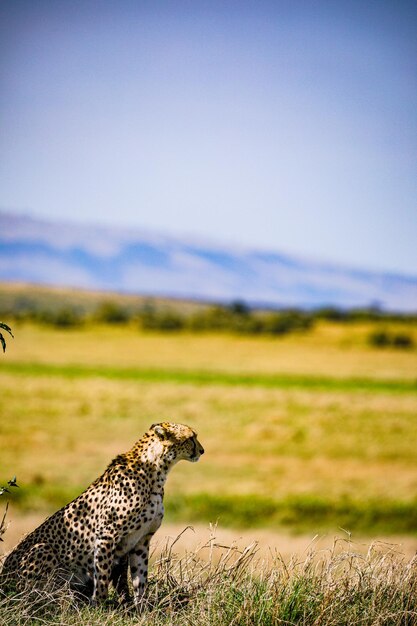 Photo cheetah wild cat wildlife animals savanna grassland wilderness maasai mara national park kenya east