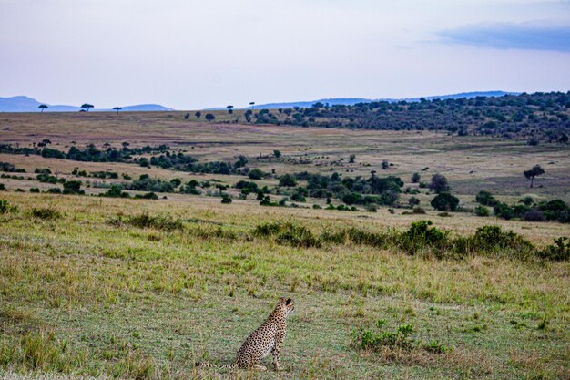 Cheetah Wild Cat Wildlife Animals Savanna Grassland Wilderness Maasai Mara National Park Kenya East