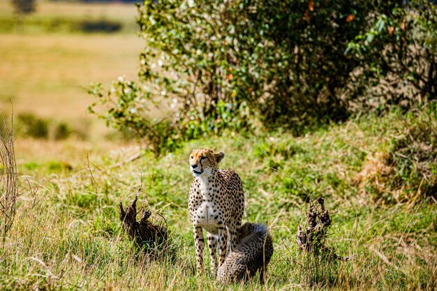 Cheetah wild cat wildlife animals savanna grassland wilderness maasai mara national park kenya east