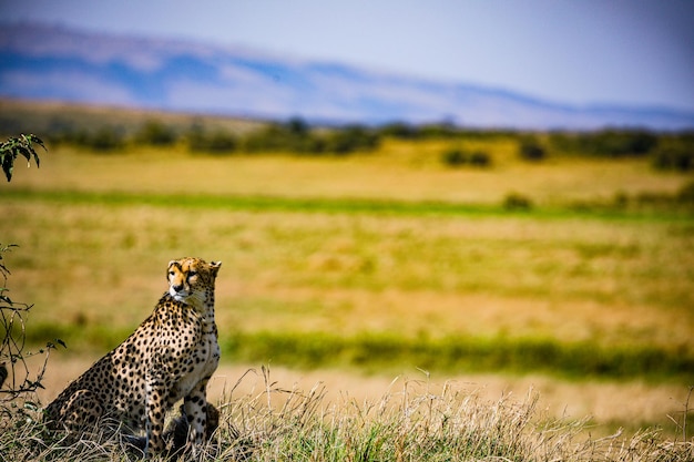 Гепарды Дикие кошки Дикие животные Саванна Травянистая пустыня Национальный парк Масаи-Мара Кения Восток