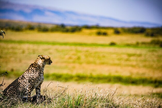 Foto cheetah wild cat wildlife dieren savanna grassland wilderness maasai mara national park kenia oost