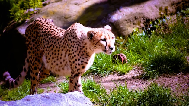 Photo cheetah in the wild