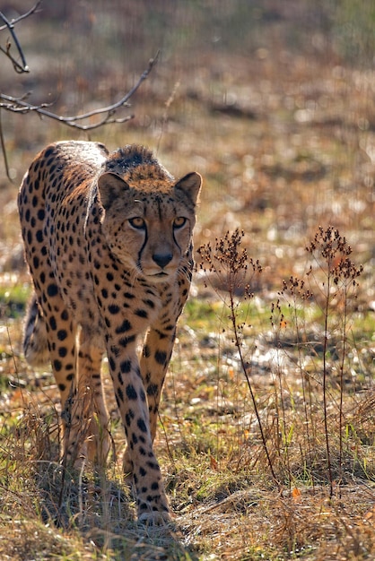 Cheetah in the wild