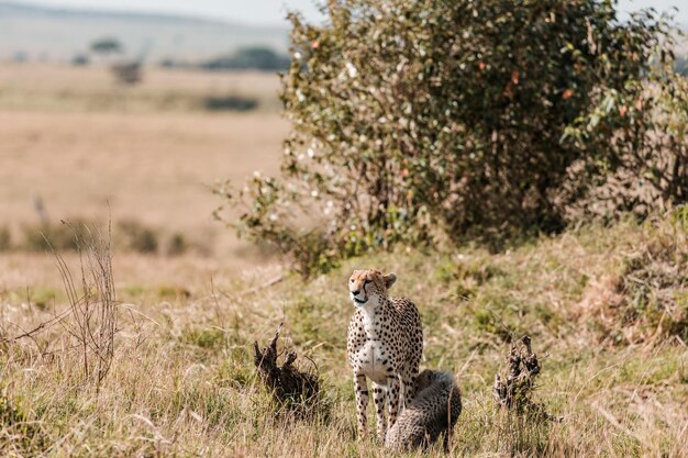 Cheetah Wildlife Animals Savanna Grassland Wilderness Maasai Mara National Park Kenia Oost-Afrikaanse